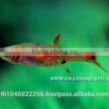 Rasbora Fish For Sale and Export thumbnail-2