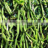 Cissus Extract thumbnail-4