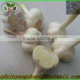 SHANDONG Fresh Ginger, Air Dry Ginger thumbnail-4