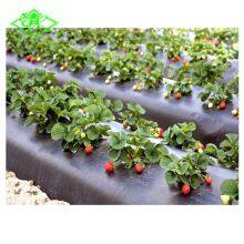 30mic Plastic Mulch Film for Strawberry thumbnail-1