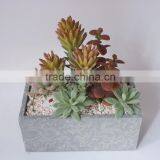 The Best Selling Combine Green Plant thumbnail-1