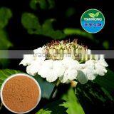 Tilia Flower Linden Flower Extract of High Quality