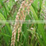 Suvimie Traditional Rice (Rathkada) thumbnail-3