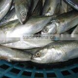 Indian Mackerel thumbnail-1