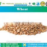 14 % Protein Milling Wheat