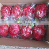 Vietnam Dragon Fruit With High Quality and Competitive Price