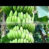 Banana export high quality / good Price for sell.