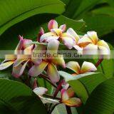 Multi-color Plumeria Rubra 'Tricolor' thumbnail-3
