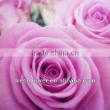 wholesale fresh rose flower of long stem flowers fresh cut flowers