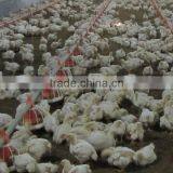 Automatic Feeding Pan System for Poultry Farm Equipment thumbnail-2