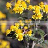 HST 100 Essential Sunflower Oil Solvent Extractor thumbnail-3