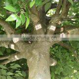 SJ2001037 Ornamental Foliage Plants/fake Metal Ficus Tree/artifiical Banyan Tree for Decoration thumbnail-4