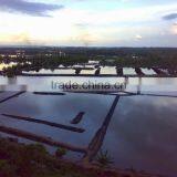 Sell Gracilaria, Eucheuma Spinosum And Eucheuma Cottoni Seaweed thumbnail-6