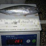 New Frozen Bonito Tuna 200-300g thumbnail-1