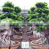 Ficus Bonsai Potted thumbnail-1