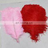 Wholesale South Africa Ostrich Feathers for Decoration Wedding Ostrich Feathers thumbnail-4