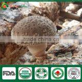 Professional China Supplier EX Factory Price Anti-cancer Organic Shiitake Mushroom thumbnail-6