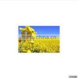 High Quality RAPS, Raps Seeds thumbnail-1