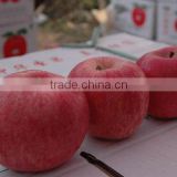 fresh fuji apple paper bagged 100-113-125 sold in market
