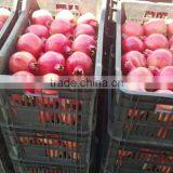 Fresh Pomegranate For Sale thumbnail-2