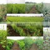 Econom Cop Doo Subotica company overview - view 1 thumbnail