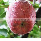 Export Fresh Red Delicious Apple Fruit Fresh Apple thumbnail-2