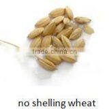 408 Channels High Capacity Wheat/barley Color Sorter Machine thumbnail-2