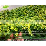 BOX021-1 GNW Artificial Grass Turf for Garden Fencing as Metal Garden Decoration thumbnail-1