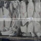 Squid Loligo thumbnail-1