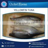 Frozen Big Size Yellowfin Tuna Available From Indian Supplier thumbnail-1