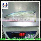 100-150g HGT Spanish Mackerel Seafood Mackerel thumbnail-1