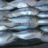 HILSA/ HILSHA/ DOTTED GIZZARD SHAD/ SARDINE thumbnail-1