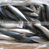 20cm+ Pacific Mackerel Low Price thumbnail-1