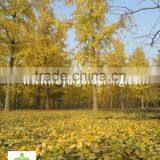 Ginkgo Biloba ( Deciduous Tree) for Cold Climate Landscaping Wholesale Export thumbnail-5