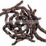 Piper Longum Dry Extract thumbnail-4