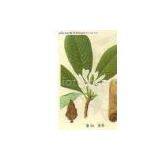 Magnolia Bark P.E. thumbnail-1