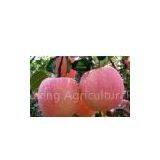 Rongcheng Shengxing Agricultural Products Co., Ltd