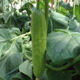 YiNong company overview - view 2 thumbnail