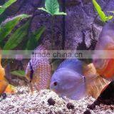 Wifi Freshwater Fish Live Led Aquarium Light Red and Green Cool White 24inch 90w Planted Freshwater thumbnail-5