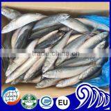 Scientific Name of Pacific Mackerel Fish for Sale thumbnail-5