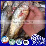 Whole Round Yellow Croaker Fish Price Frozen Yellow Croaker for Market Sale thumbnail-3