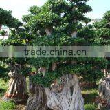 Ficus Tree
