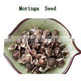 High Quality Dry Moringa Seed 1000g thumbnail-1
