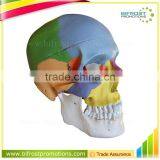 Life Size Plastic Medical Anatomical Skull Model thumbnail-1