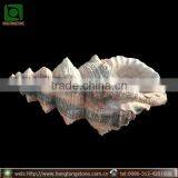 Large Marble Trumpet Shell, Garden Sea Shell Sculpture thumbnail-2