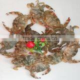 Frozen W/R Mud Crabs thumbnail-2