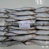 Frozen Sardines 60-80pcs/ctn thumbnail-1