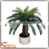 China Suppliers Small Palm Trees Cycas Revoluta Price Cycas Revoluta thumbnail-3