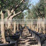 Finca Hermosa S.l. company overview - view 3 thumbnail