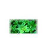 Nettle Extract Powder thumbnail-1